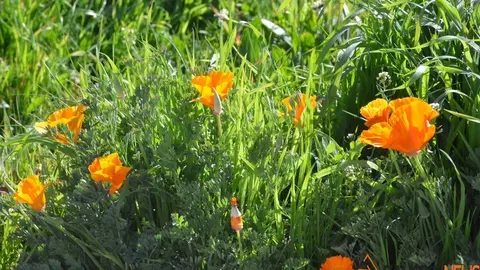 primavera sanabria (1)