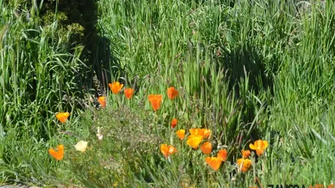 primavera sanabria (2)