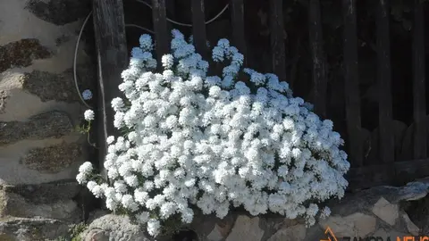 primavera sanabria (4)