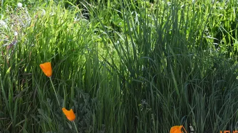 primavera sanabria (6)