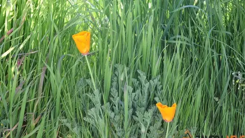 primavera sanabria (7)