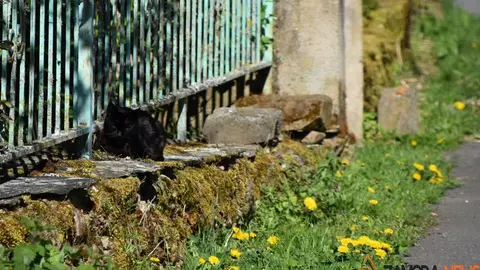 sanabria primavera (7)