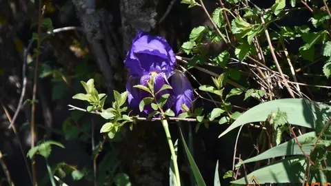 sanabria primavera (9)