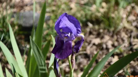 sanabria primavera (10)