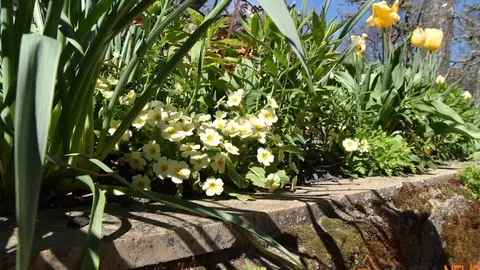 sanabria primavera (12)