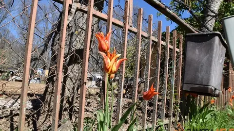 sanabria primavera (14)