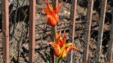 sanabria primavera (15)
