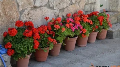 sanabria primavera (16)