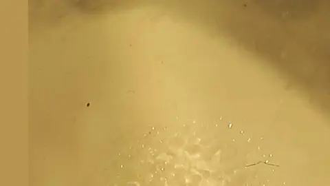 Avispilla del castaño