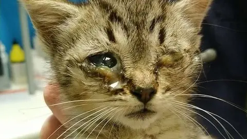 Gata encontrada en Los Bloques.