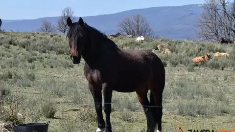sanabria lago primavera (19)