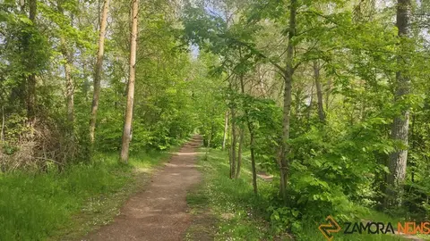 bosque de valorio zamora (1)
