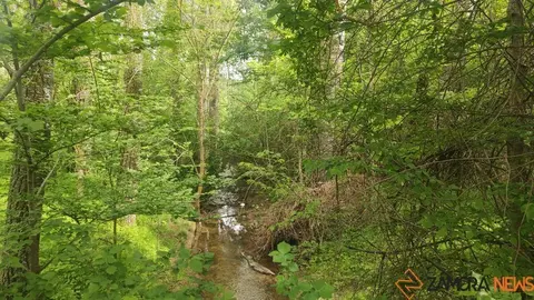 bosque de valorio zamora (5)