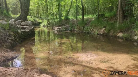 bosque de valorio zamora (7)