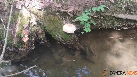 bosque de valorio zamora (10)
