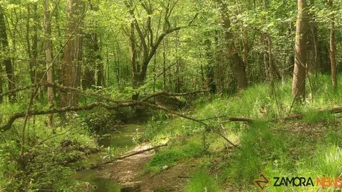 bosque de valorio zamora (11)