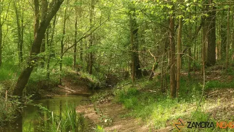 bosque de valorio zamora (12)
