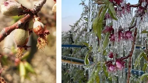 Heladas de primavera.