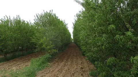 Cultivo de almendros