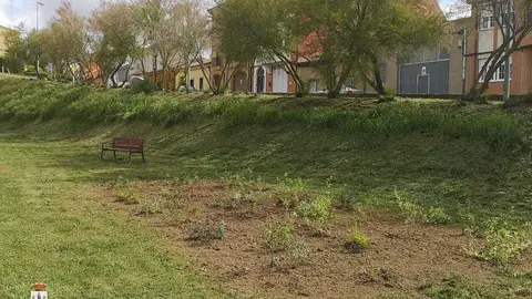 Vegetaci&oacute;n en la zona de los carros.