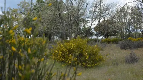 portugal sayago primavera (3)