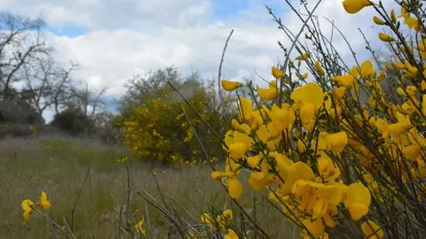portugal sayago primavera (4)