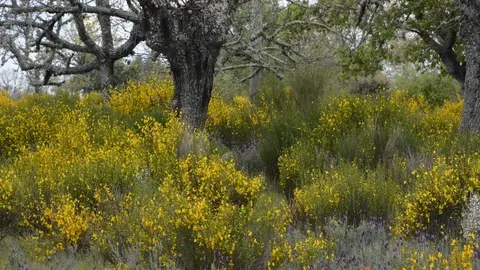 portugal sayago primavera (5)