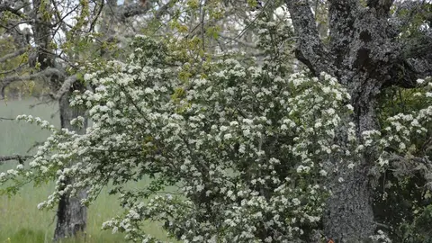 portugal sayago primavera (6)