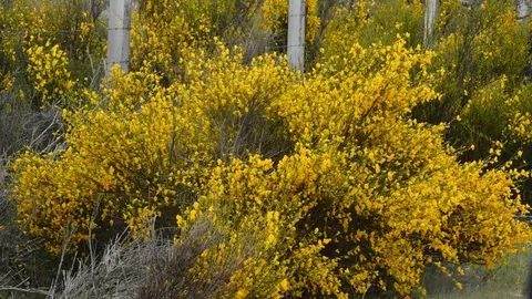 portugal sayago primavera (8)