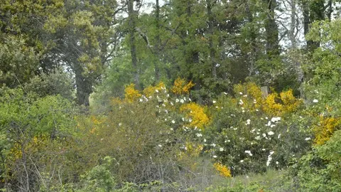 portugal sayago primavera (12)