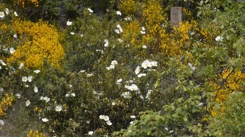 portugal sayago primavera (13)