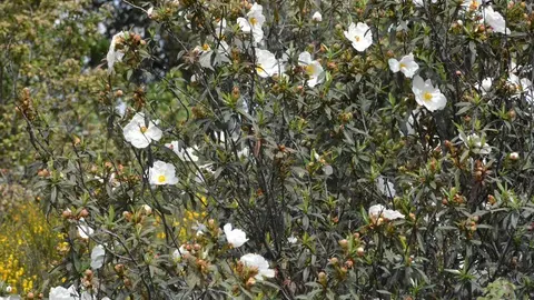 portugal sayago primavera (15)