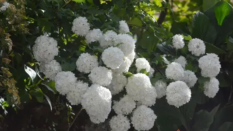 portugal sayago primavera (29)