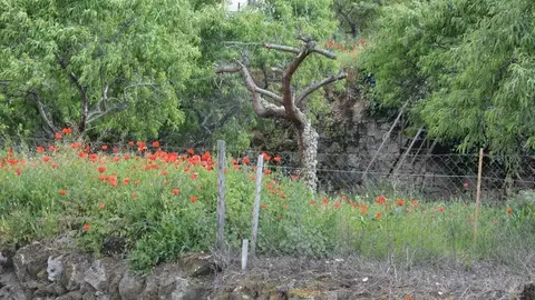 portugal sayago primavera (30)