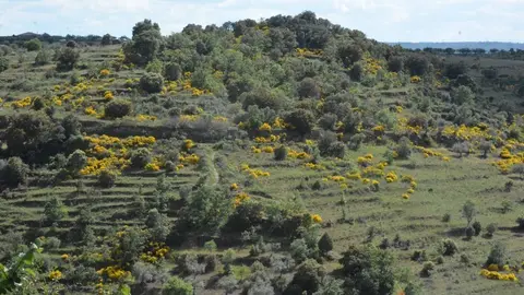 portugal sayago primavera (33)