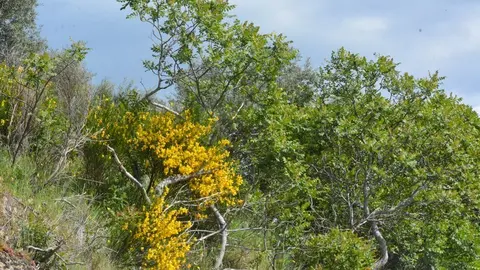 portugal sayago primavera (34)