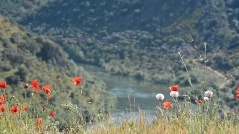 portugal sayago primavera (54)