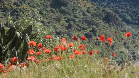 portugal sayago primavera (55)