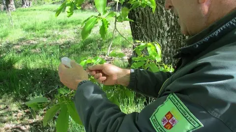 Avispilla del castaño