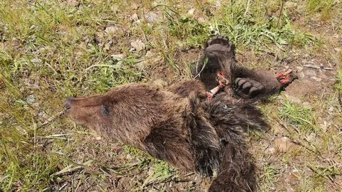 Restos del oso pardo