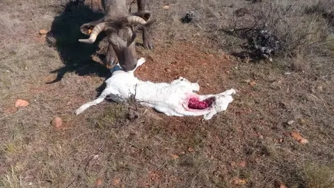 Imagen del ternero atacado por el lobo