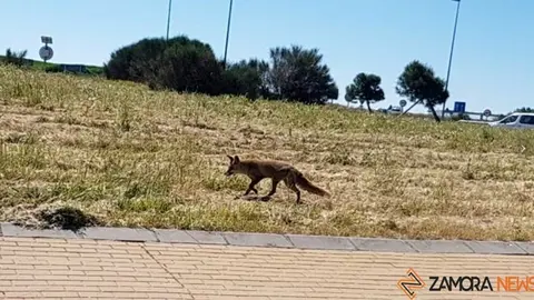 zorro imagen de archivo