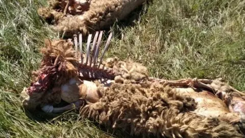 Ovejas muertas tras el ataque del lobo. Foto de Archivo