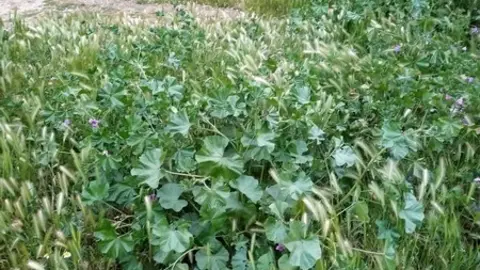 Maleza en el Parque Consejo de Europa