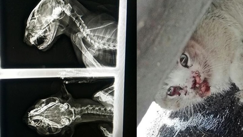 Gato herido procedente de las colonias felinas