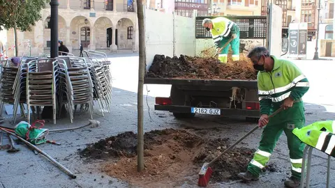 Obras del nuevo arbolado en la Plaza Mayor de Zamora