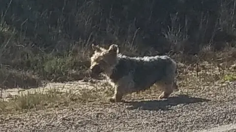 Perro extraviado en la ZA-912