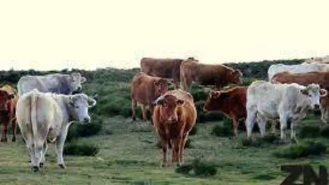Una ganadería de vacas