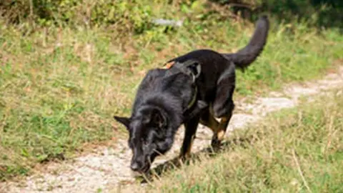 Un perro del Ejército tras un rastro en el campo. Foto ejercito.defensa.gob.es