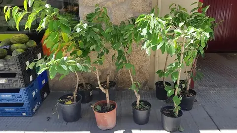 Cerezos sustraídos. Fotografía: grupo de Facebook "Somos Zamora"